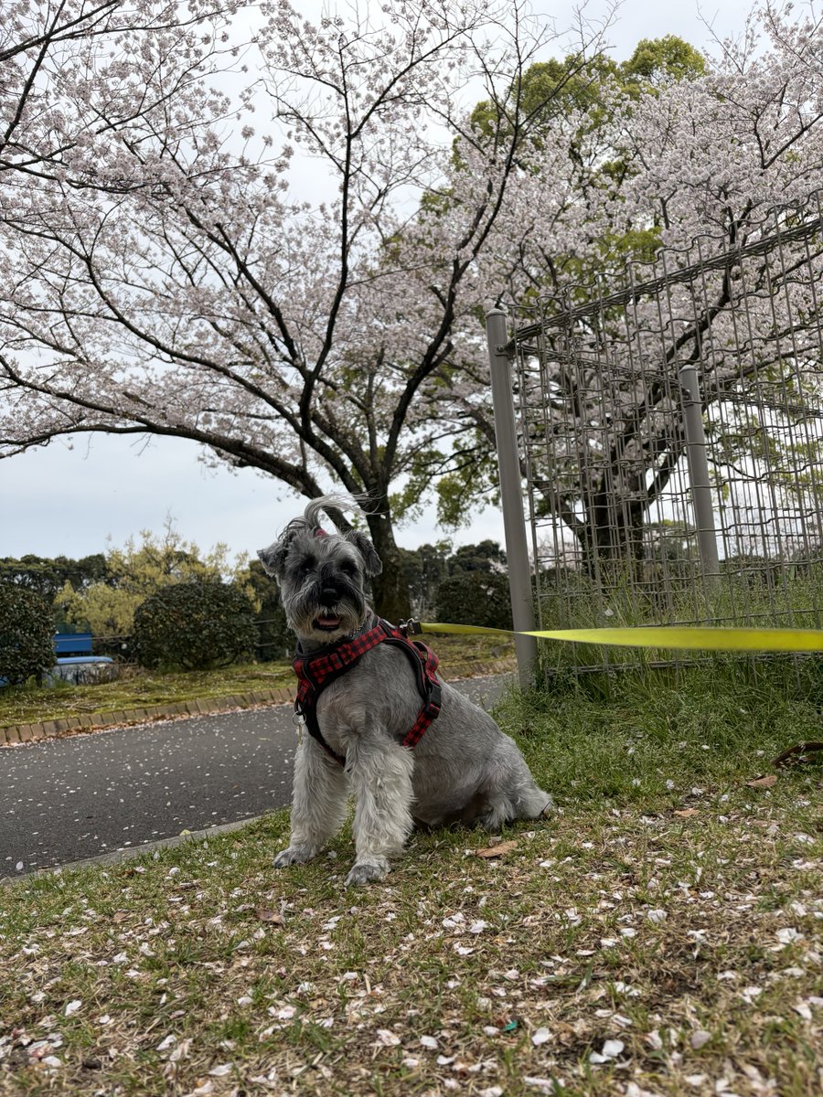 Raoh5's tweet photo. 今日のナツ🐶💕
桜🌸満開🌸ショット📸 https://t.co/TMXoWhMy4O