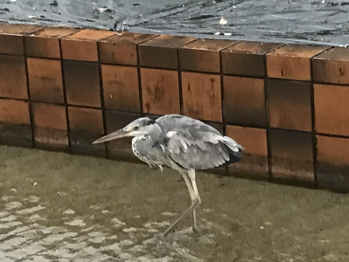 さだ坊 tweet media