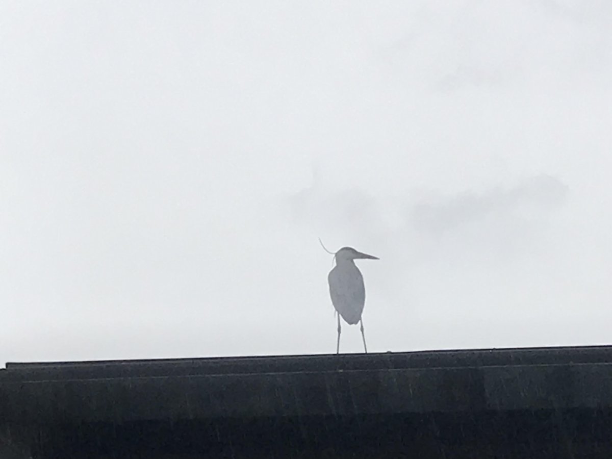 さだ坊 tweet media