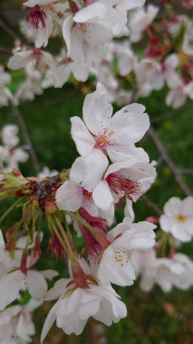 ネクタイのおじさん tweet media