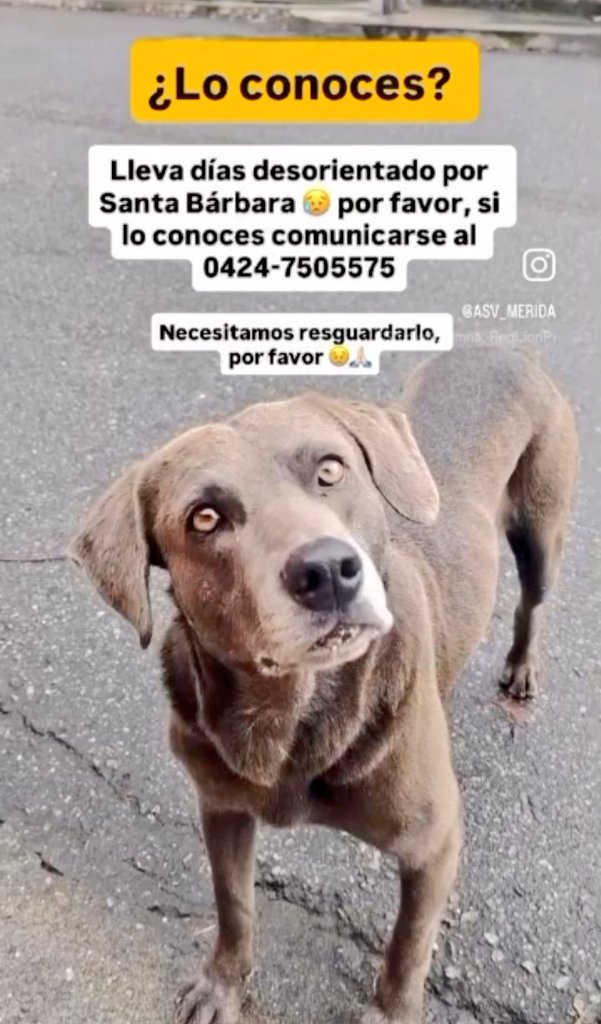 PerroUsuario's tweet image. RP @Mary_Jar: 🚨Urgente! #Mérida Vzla. 
Este amiguito perruno se presume que está extravíado. Lleva días deambulando por el sector Santa Bárbara. 
Agradezco difusión por favor.