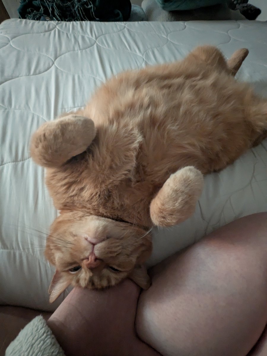 Fraoch Ren tweet media