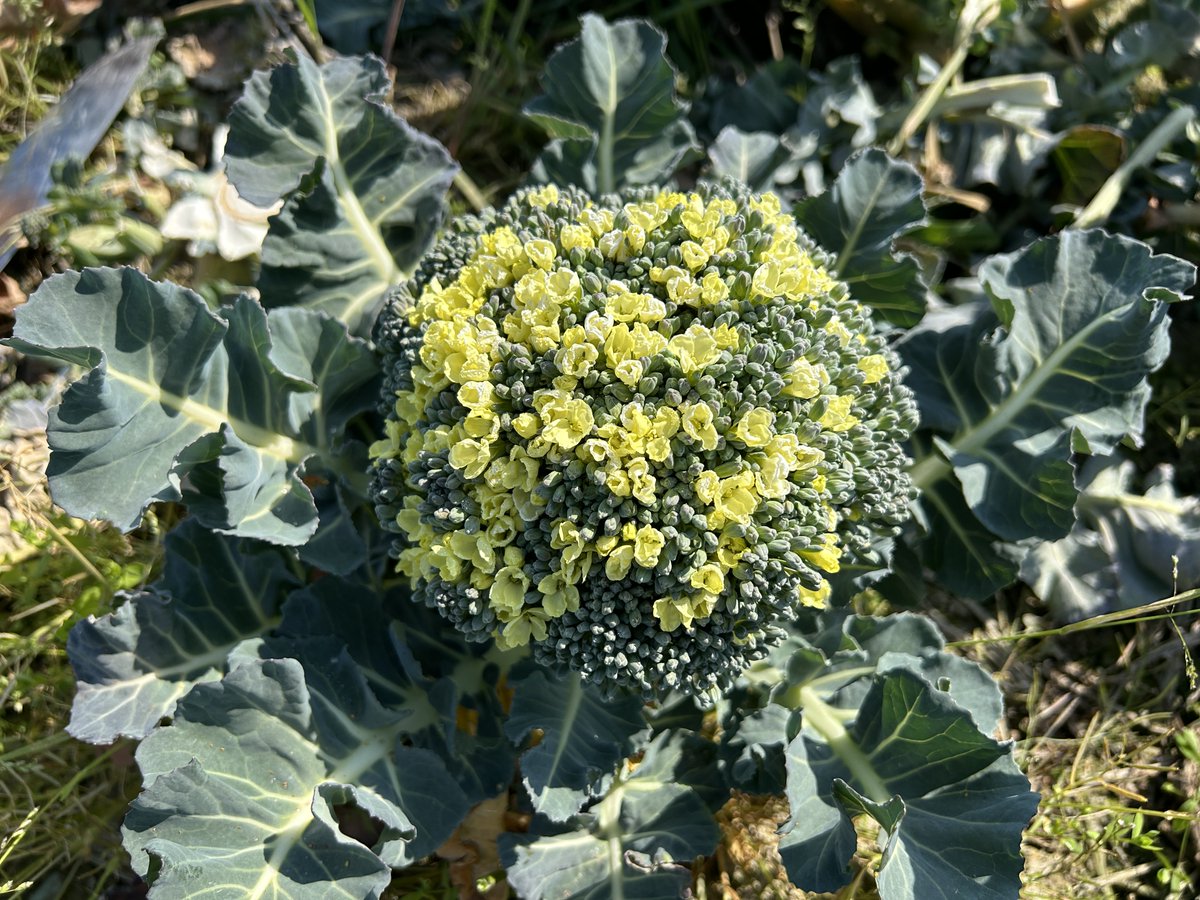 有限会社安井ファーム tweet media