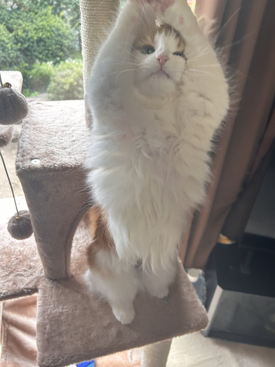 𑁍Fumi乄Bataco𑁍 tweet media