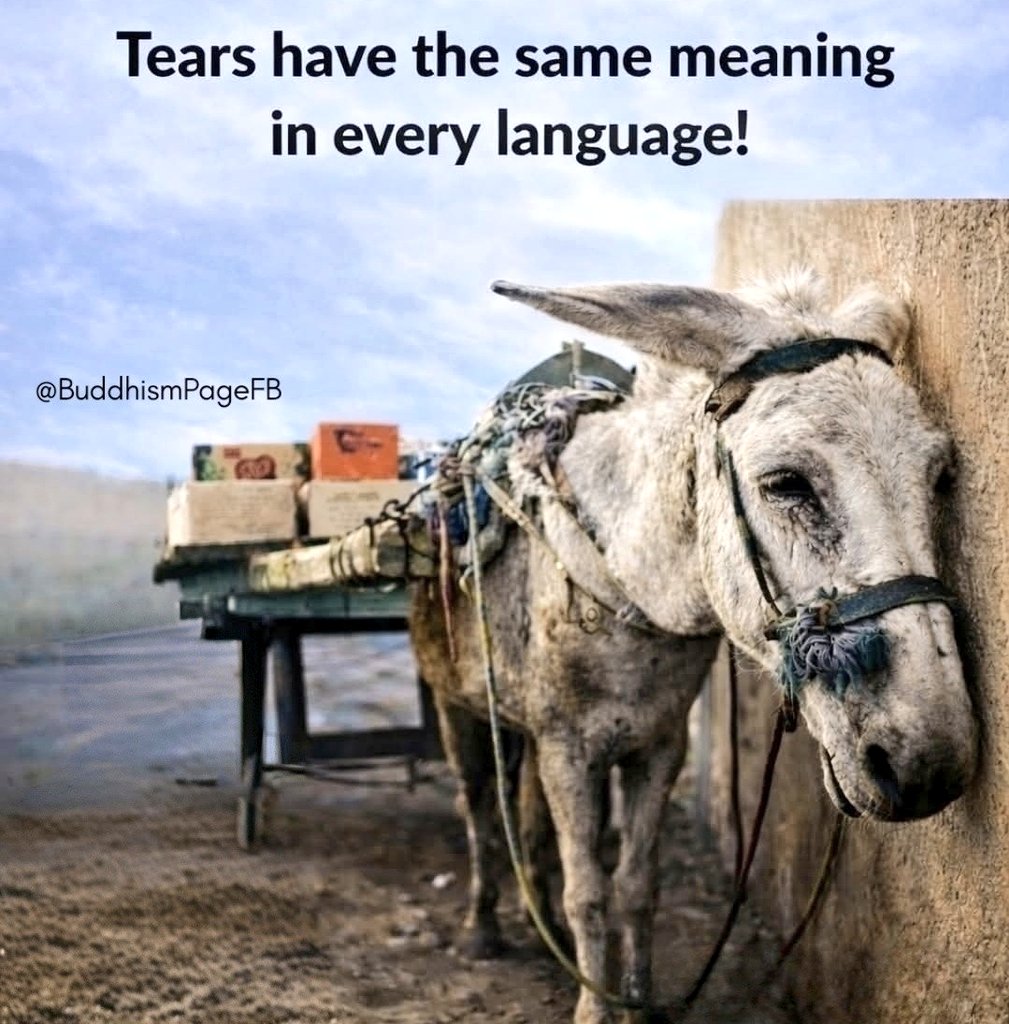 🌻Samson Cat🐱 tweet media