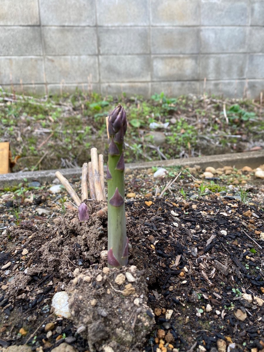 すたげ＠全てはロードスターのせいだ！ tweet media