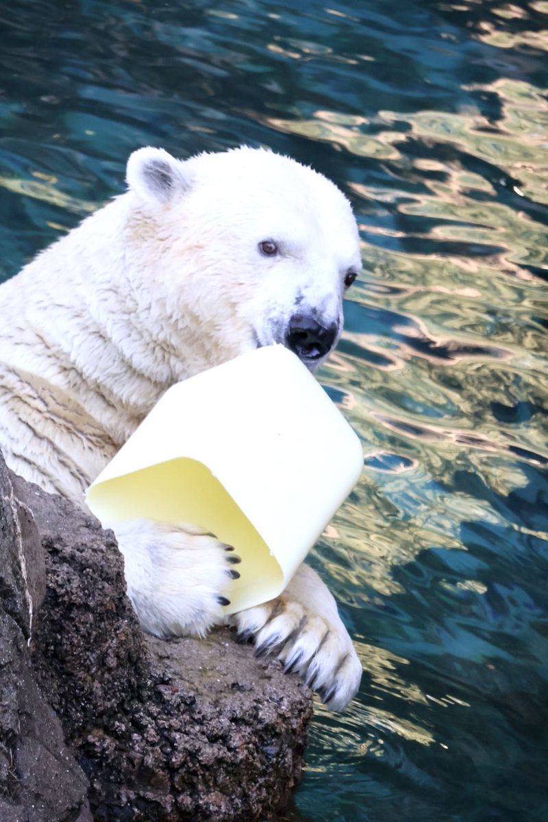 ゴーゴです

このおもちゃで遊ぶゴーゴの写真がたくさんあり、全部違う表情なのでちょこちょこ📮します。
このおもちゃ名前はタンク？

おめめパッチリ可愛いゴーゴです。
本当に全部違う表情で全部カッコイイし可愛いんです☺️

#ゴーゴ
#ホッキョクグマ
#TLをゴーゴでいっぱいにしよう

2026.1.4撮影