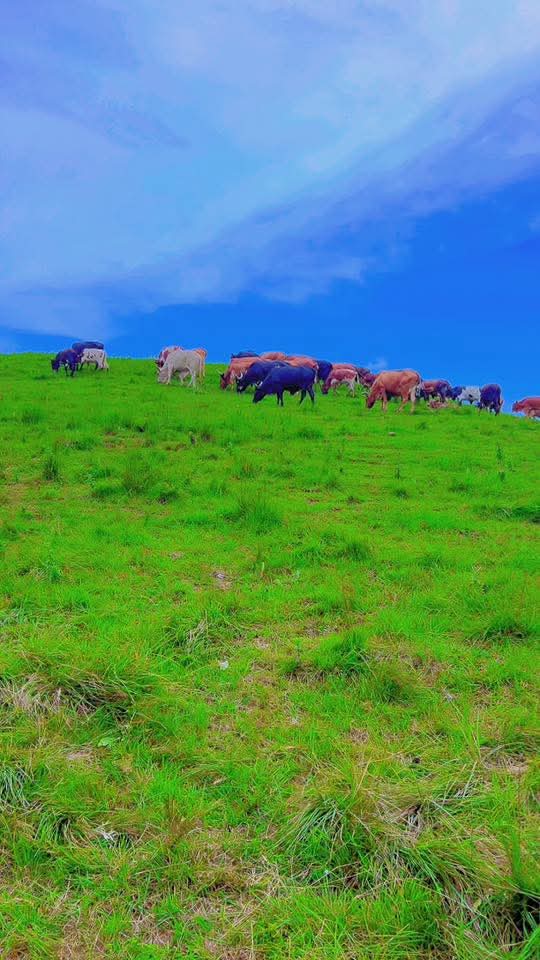 GISARO🇨🇩❤️ tweet media