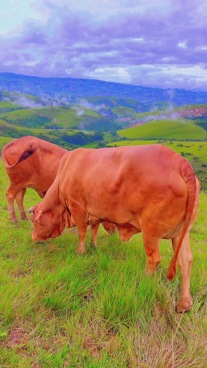 GISARO🇨🇩❤️ tweet media