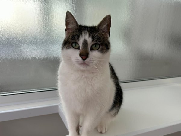 Greenacres Rescue tweet media