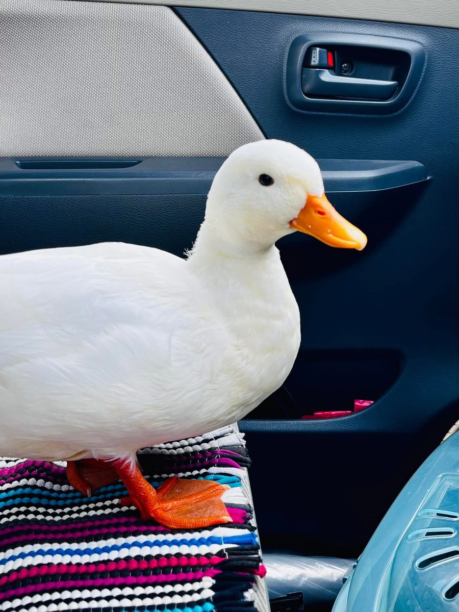 あひらあにごう＠🪽✨⛸️💞🎸 tweet media