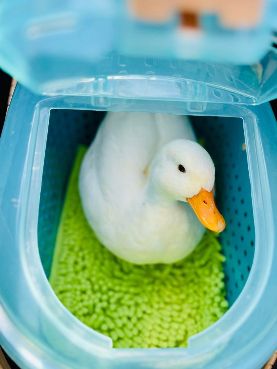 あひらあにごう＠🪽✨⛸️💞🎸 tweet media