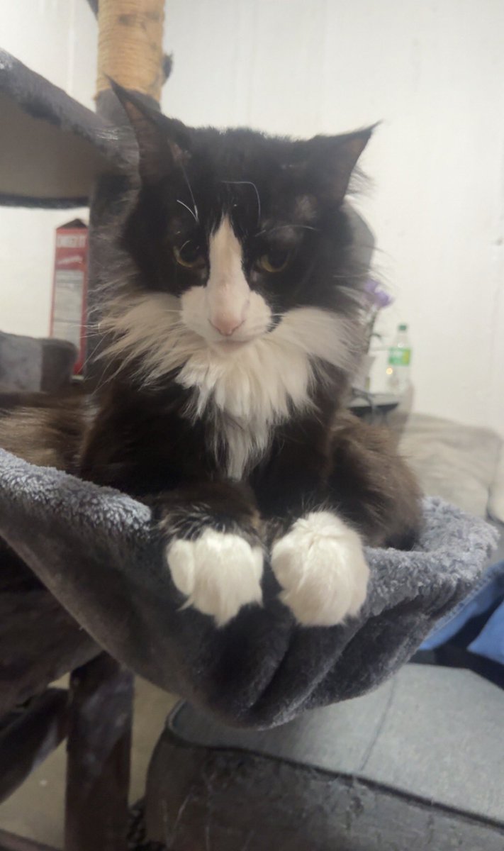 Ron Stage tweet media