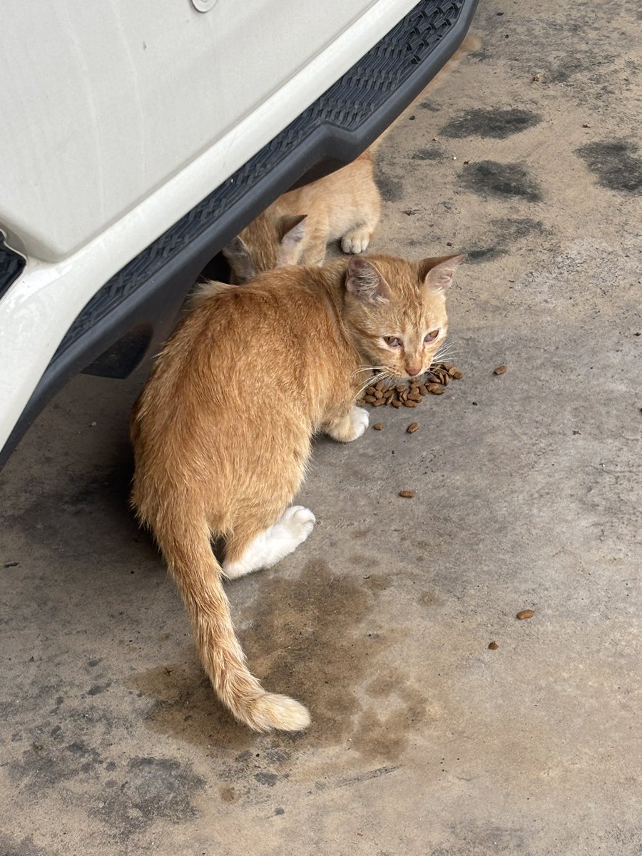 🌙 Meea tweet media