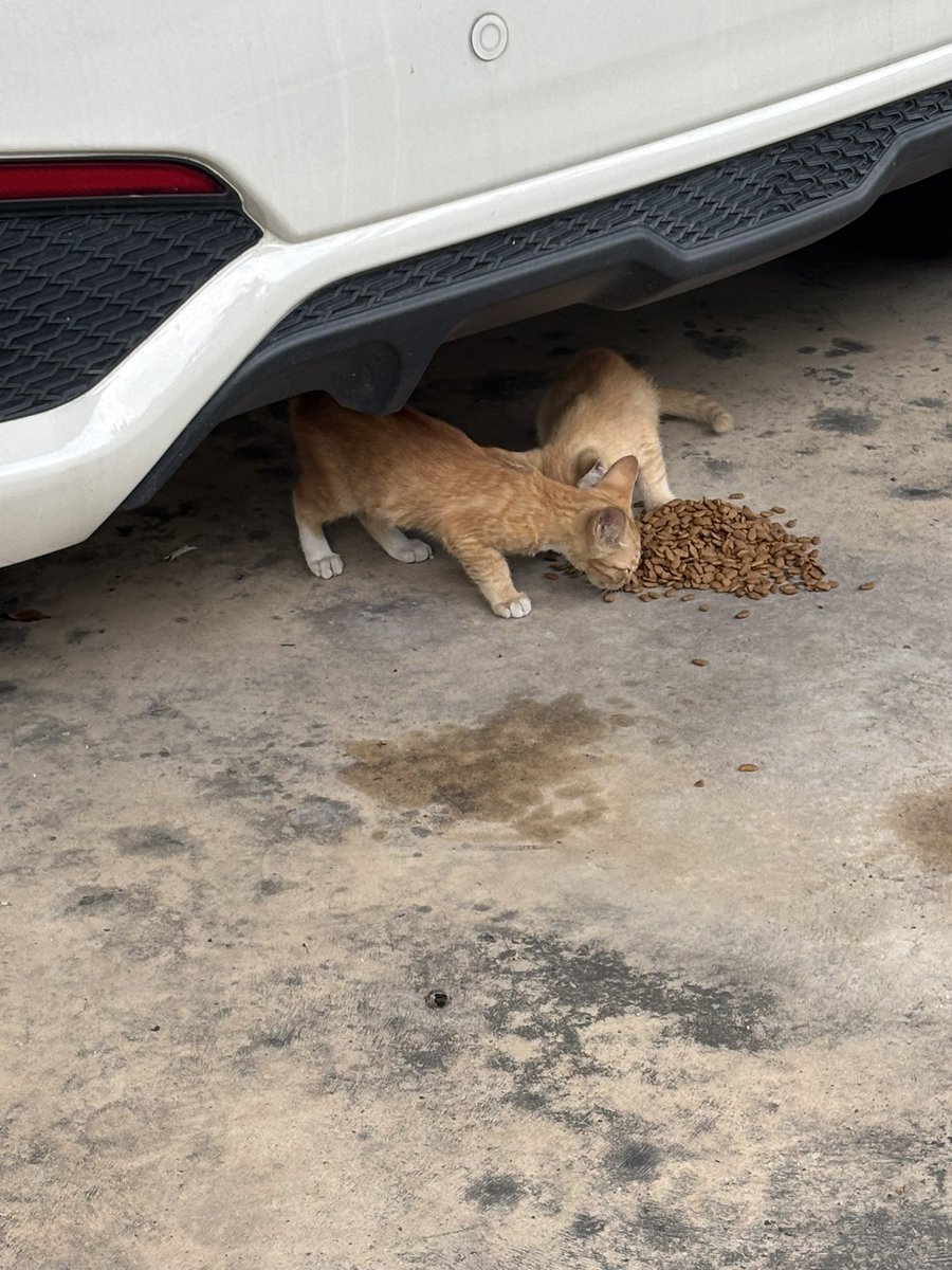 🌙 Meea tweet media