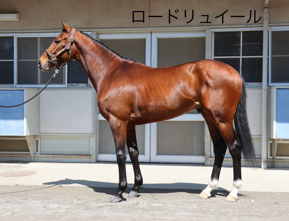 田中博康厩舎【公式】 tweet media