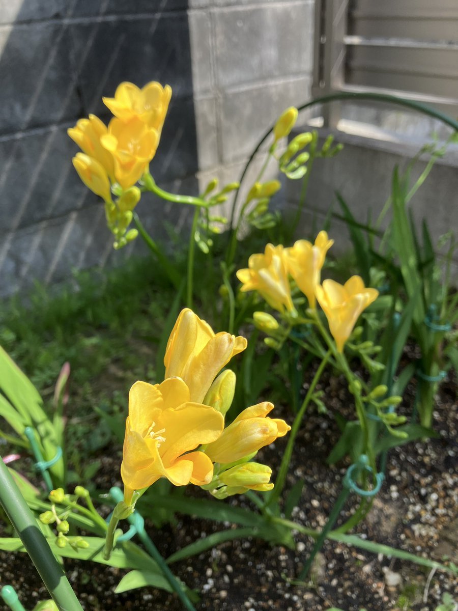 林忍 Filierあなたのためにオンリーワンをお届けするニットウエア 名古屋市守山区 tweet media