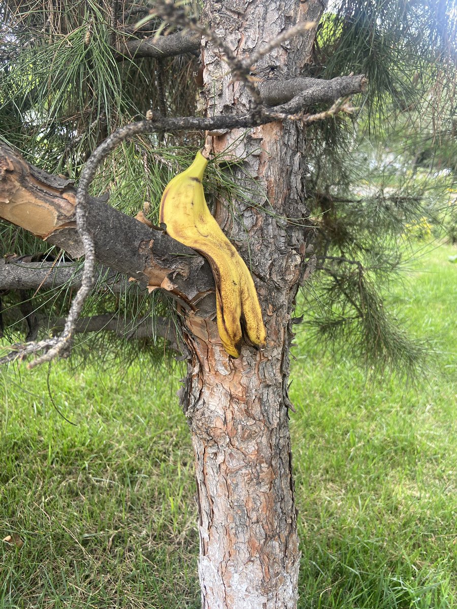 駒﨑万集 mashu komazaki tweet media