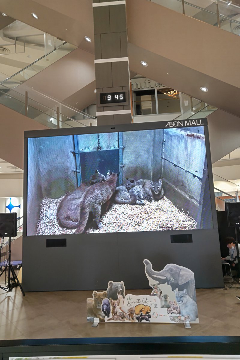 盛岡市動物公園 ZOOMO tweet media