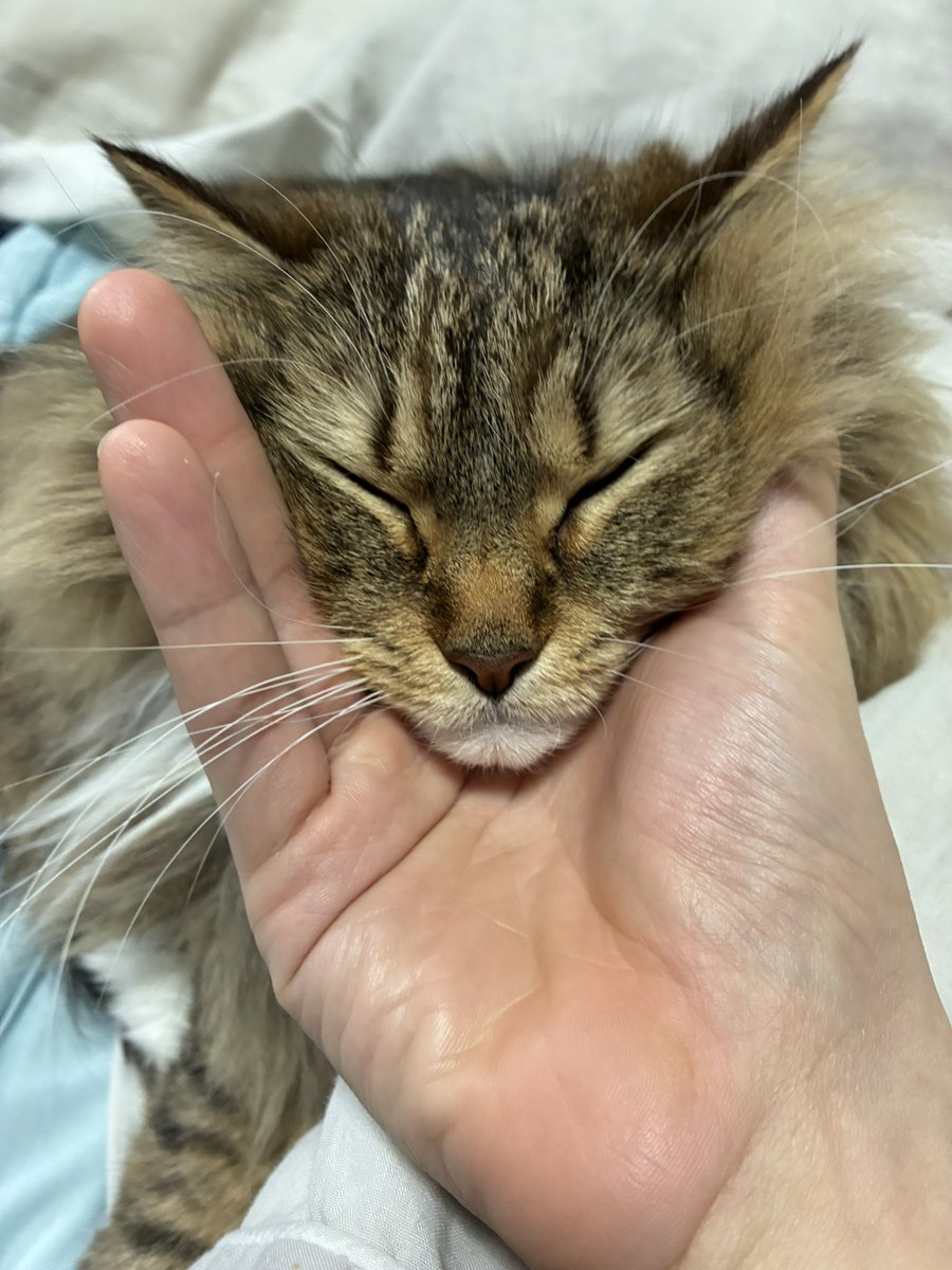 猫のノチェロ tweet media