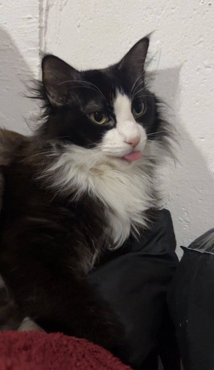 Ron Stage tweet media