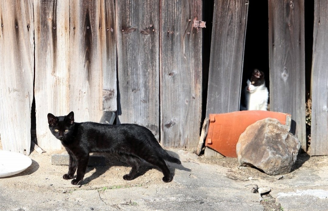 Shimajiro tweet media