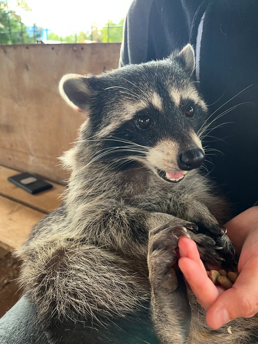 GiftiPlus tweet media