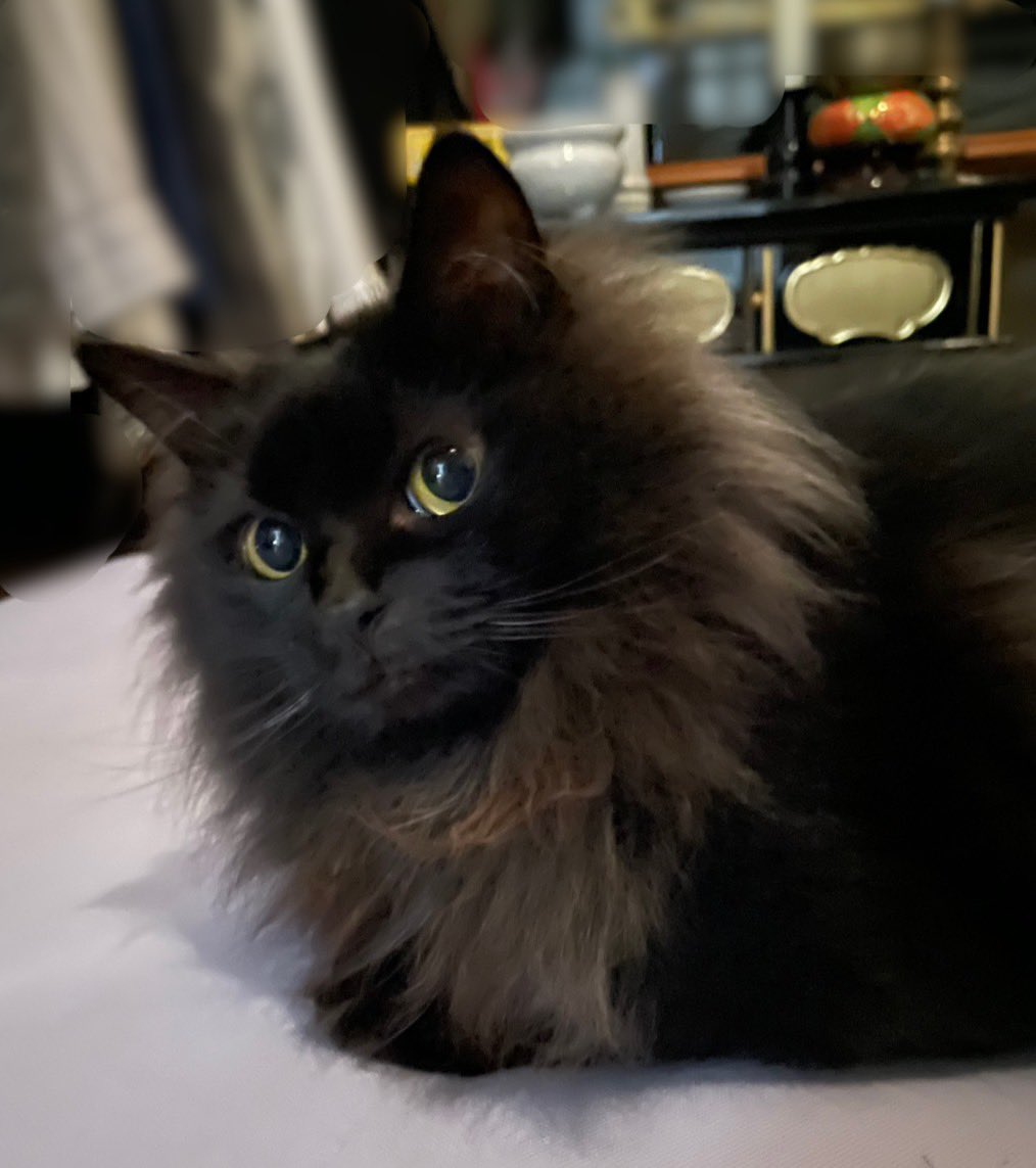 ねこ垢ぶどう tweet media