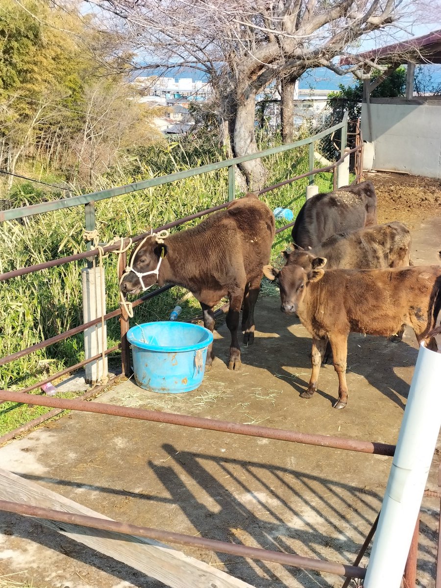 agri awaji0408 tweet media