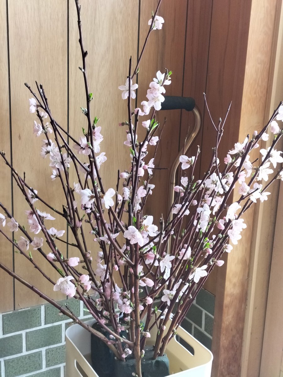 agri awaji0408 tweet media