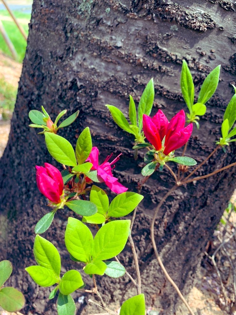 김희숙 tweet media