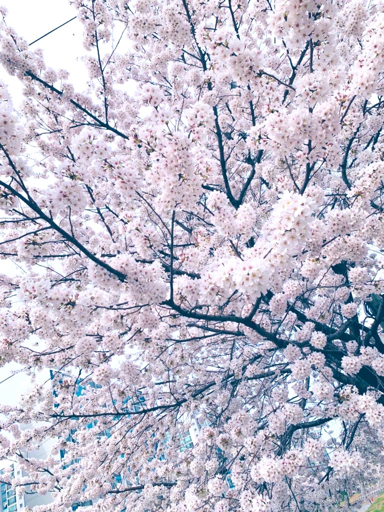 김희숙 tweet media