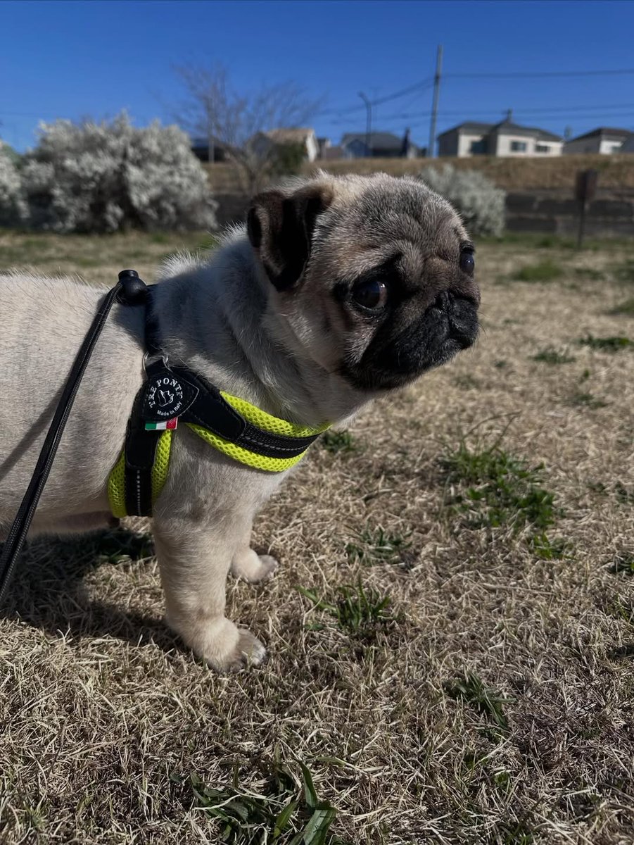 marymsmithson56's tweet image. Do you love this so cute 🥰😍
#pug #puppylove #puglife