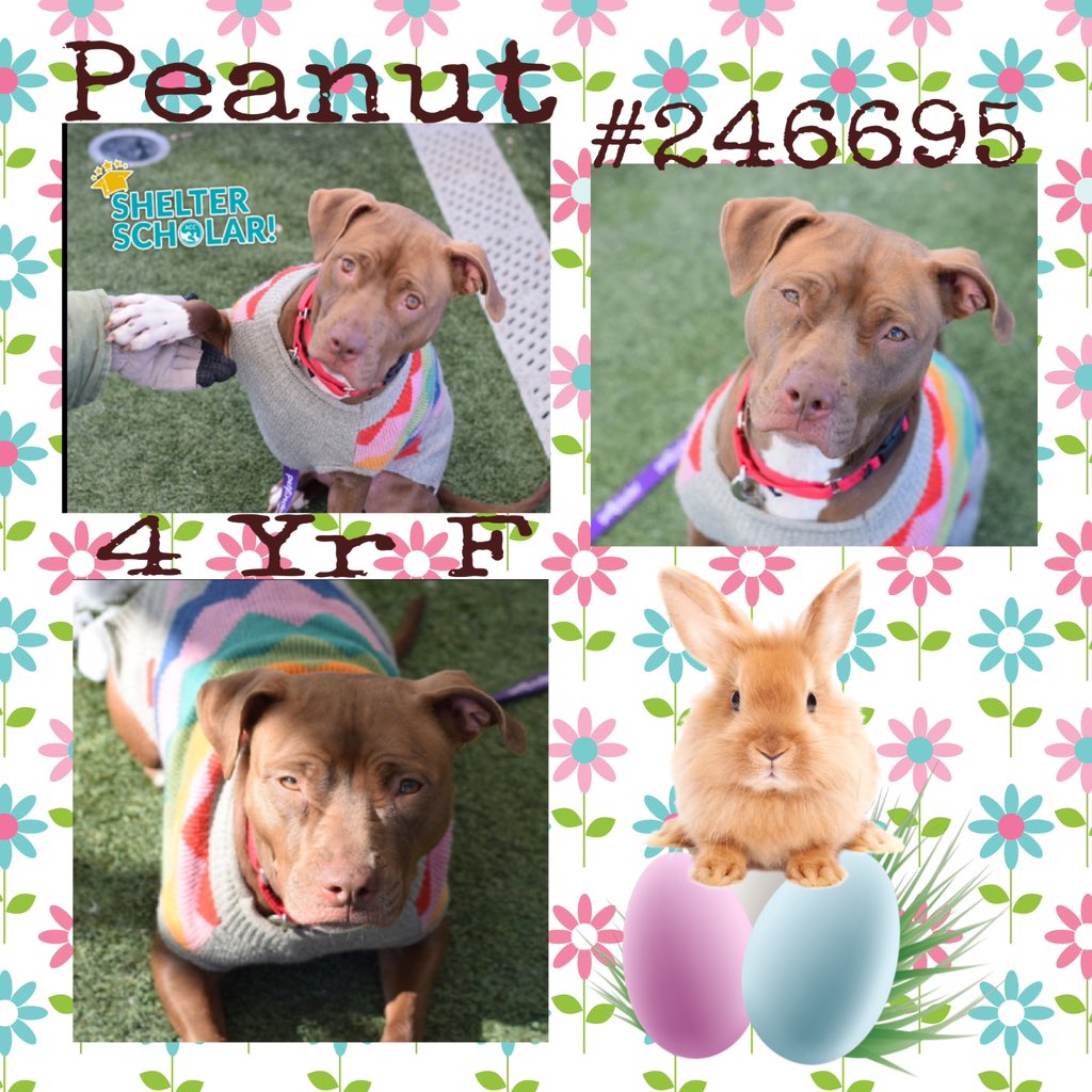 Quinnqueens's tweet image. #FridayFirstClass🏆
#HiddenGem💎60+Days
🌷 Peanut #246695 🌷
#QueensACC 4 Yr F
Look who’s in the Shelter Scholars Program now! She’s making great progress &amp;amp; loves learning. Beautiful light brown eyes, begs 4 someone 2 give her a dream 🏡. #AdoptMe
nycacc.app/browse/246695