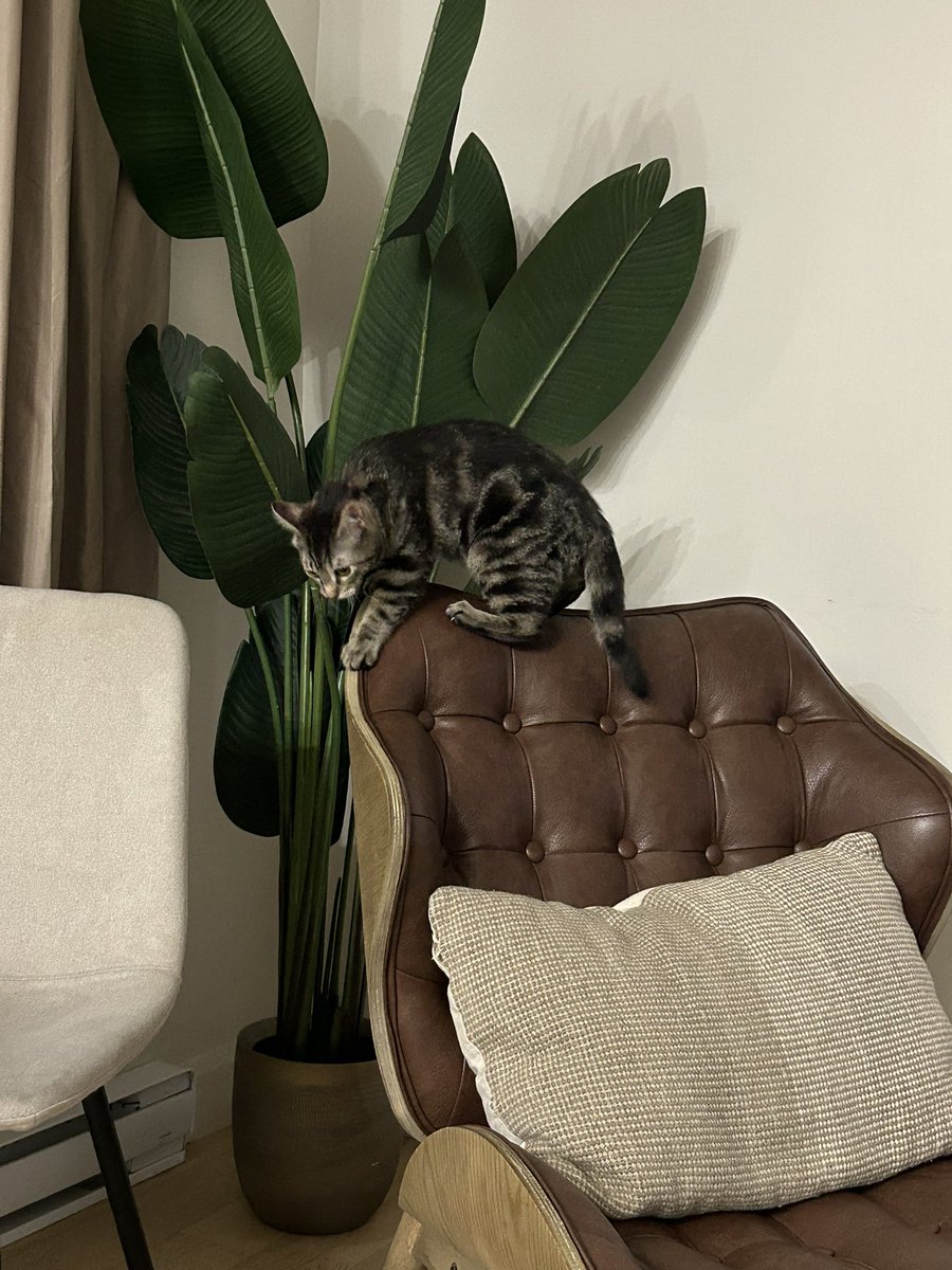 3arbi Avec Ses Erreurs tweet media