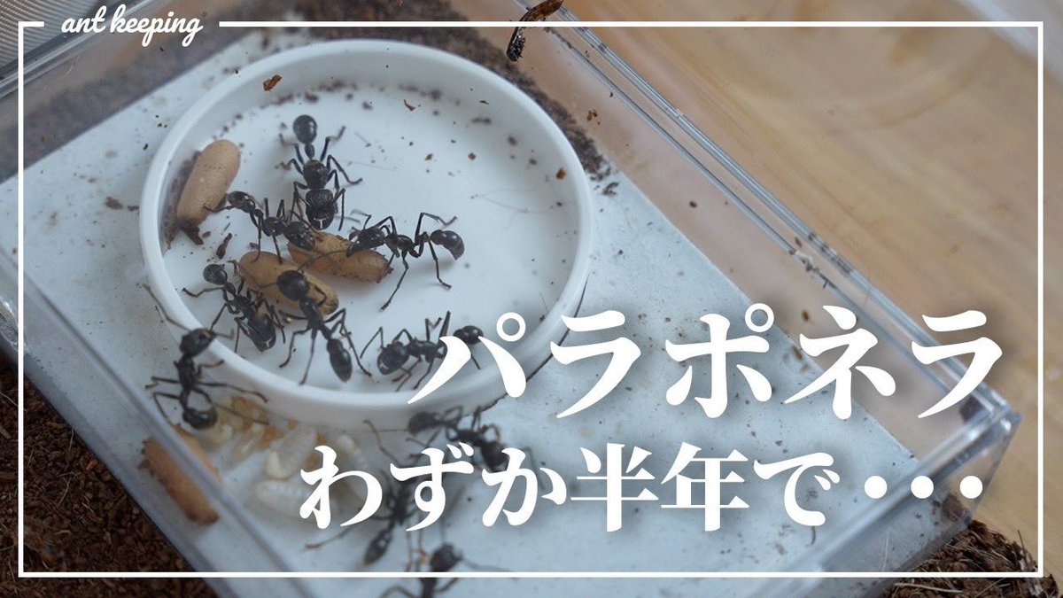 あんつべ(ants base label) tweet media