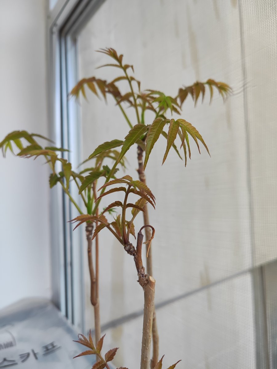 daawah.center tweet media