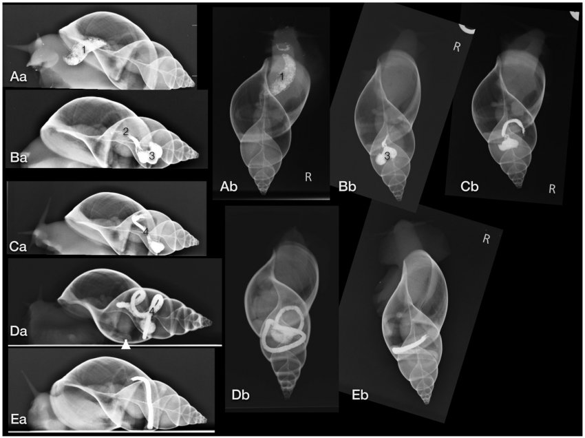 ii52 촉촉 좋아🐌🐚❤️ tweet media