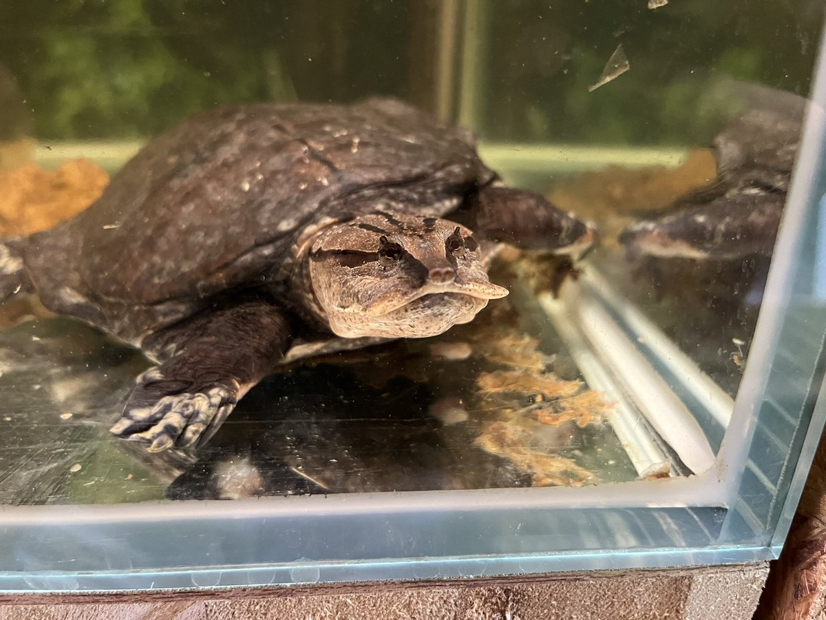 深谷爬虫類館 tweet media