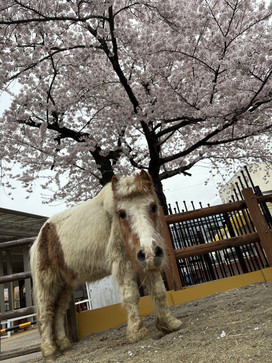 飯田市立動物園 【公式】 tweet media