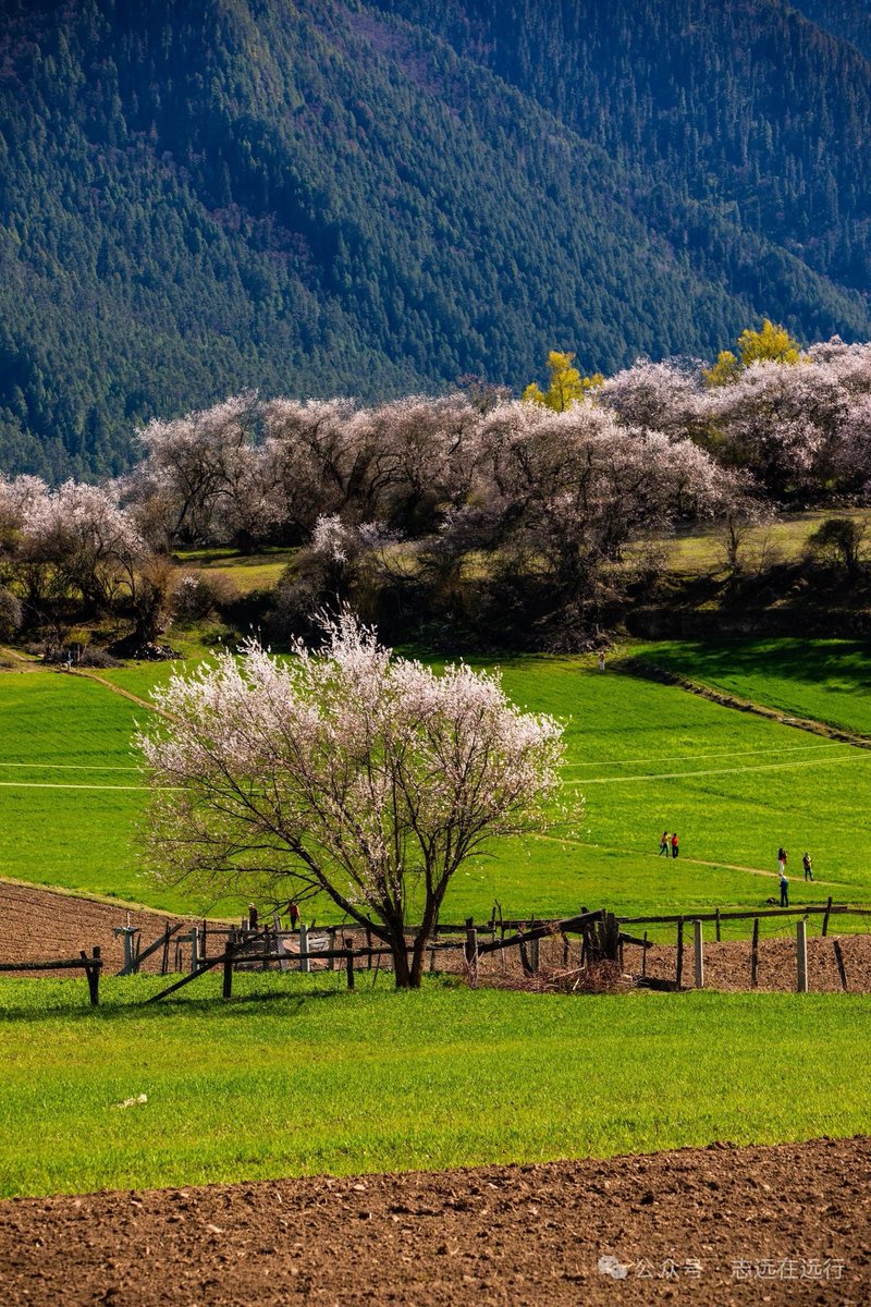 爱生活（互关） tweet media