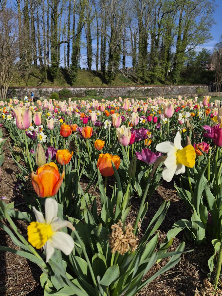 HopeEllis15's tweet photo. Visited Biltmore Estate to enjoy some of the spring blooms.   The gardens &amp; trails around the estate change with the seasons.  While the house is the main attraction, the gardens &amp; trails are pleasant,  especially if you get there early in the cool mornings &amp; before it gets busy. https://t.co/aatAN1jF4u