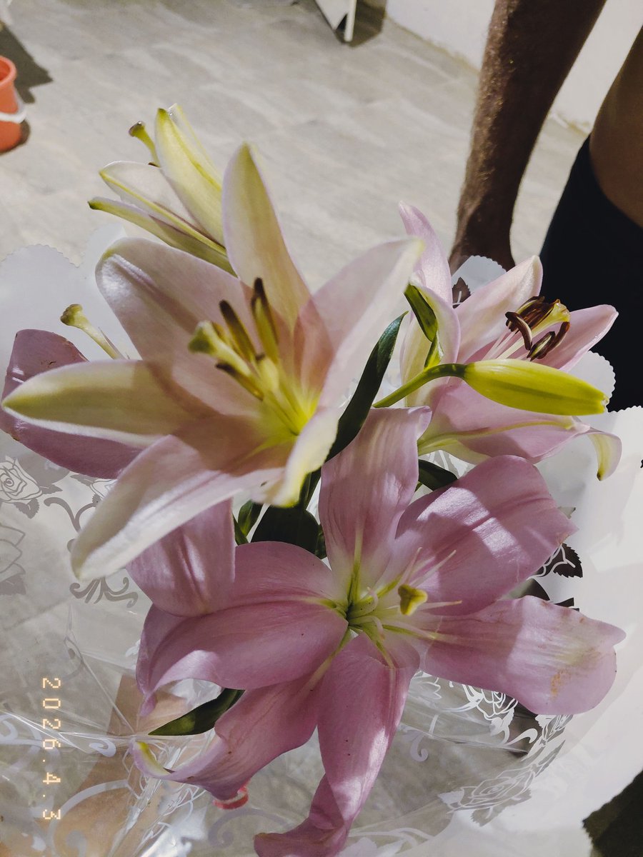 sofimoreiira's tweet photo. Oh lilies! they're my favourite 🌷🤍 https://t.co/6XyCUYyYWT