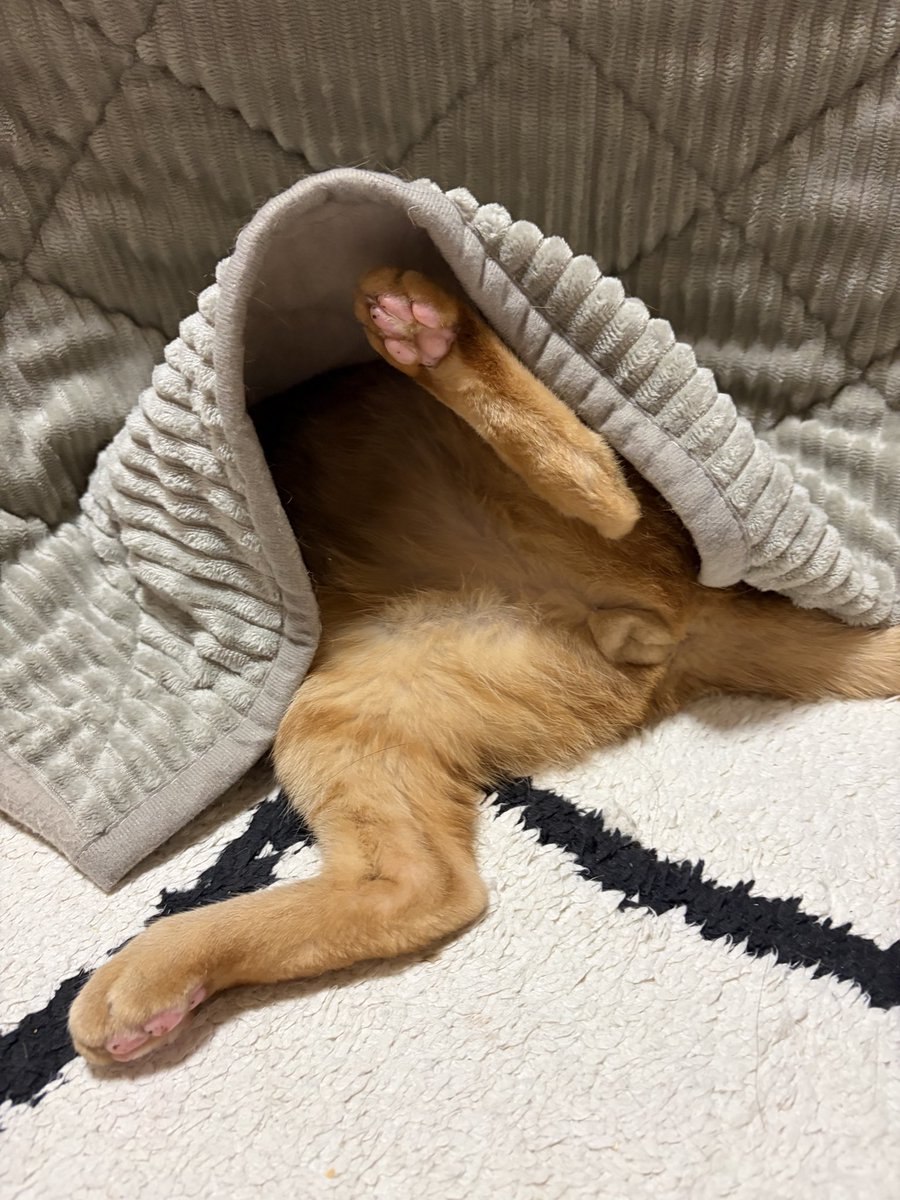 𝘮𝘦𝘳𝘶 ⋆⁎ tweet media