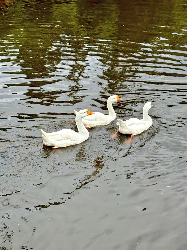 Ananth_IRAS's tweet image. Share your photographs with colour white! 🤍 #white #Photography