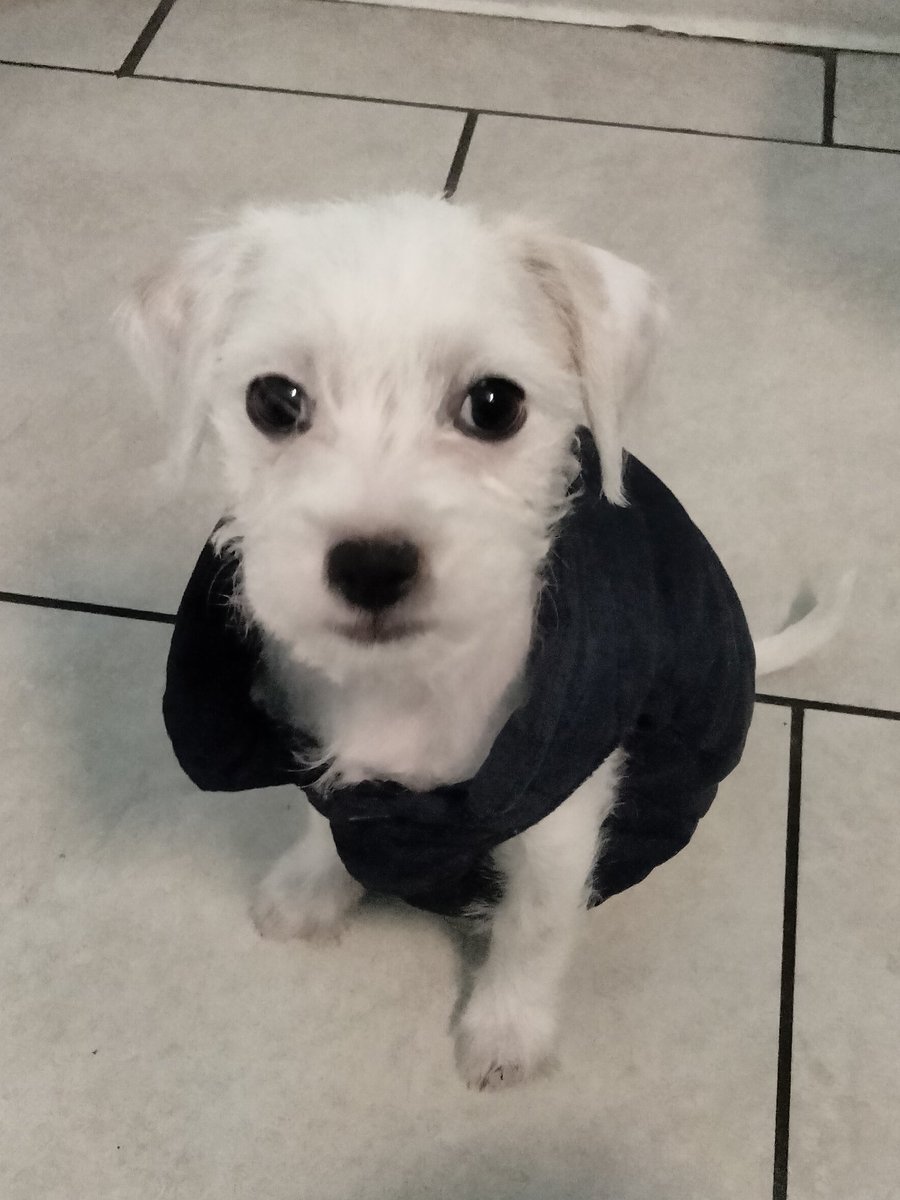 LiveToLove tweet media