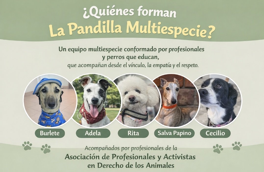 🐾𝑨𝒏𝒅𝒓𝒆𝒂 𝑭𝒆𝒓𝒓𝒂𝒄𝒊𝒐𝒍𝒊 🐾 tweet media