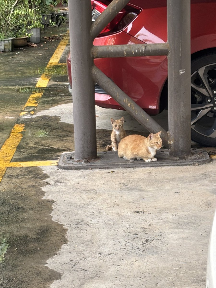 🌙 Meea tweet media