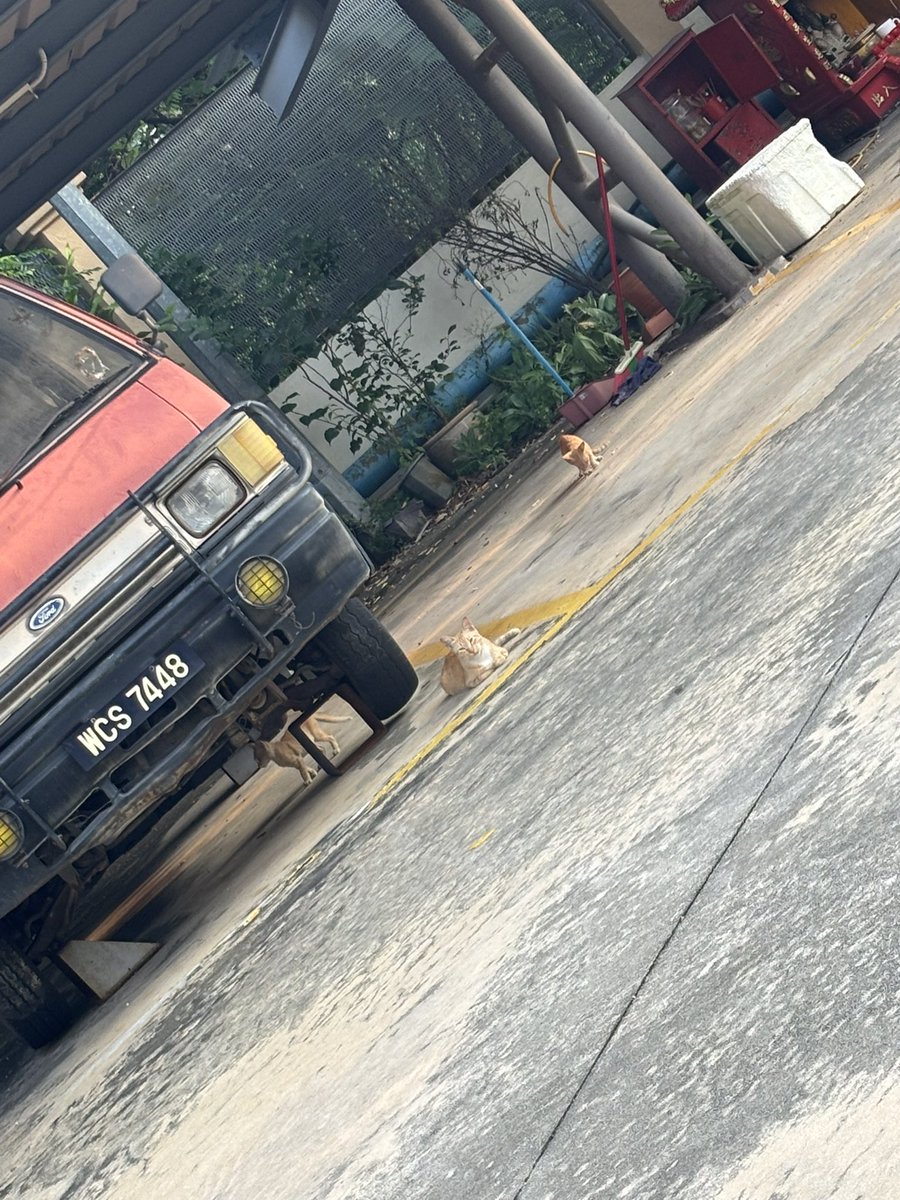 🌙 Meea tweet media