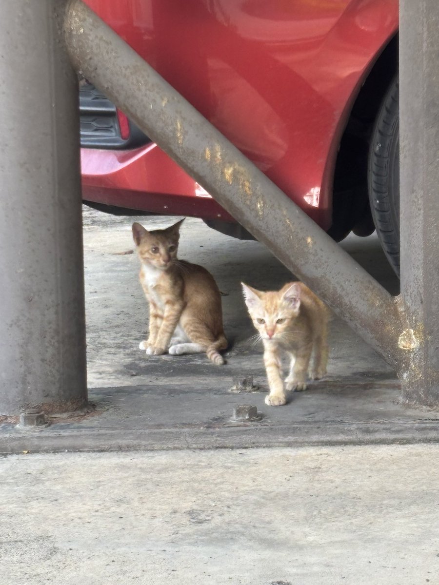 🌙 Meea tweet media